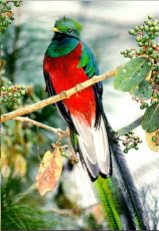 quetzal